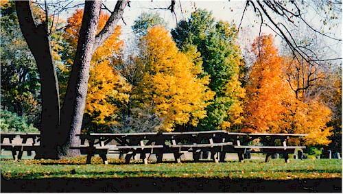 Photo Of Fall Foliage At Picnic Area In Mcconnell S Mill State Park