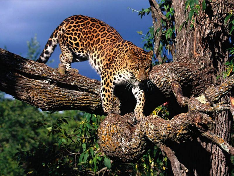 Leopardo Wikifur
