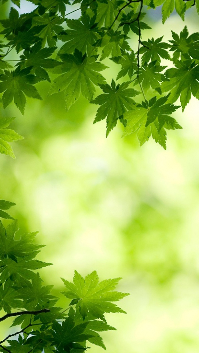 Green Maple Leaves iPhone 5s Wallpaper