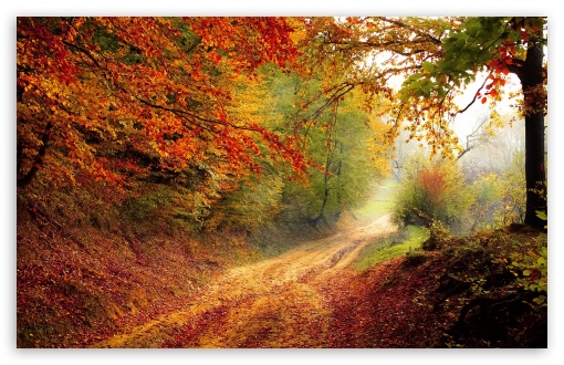 Fall Foliage HD wallpaper for Standard 43 54 Fullscreen UXGA XGA