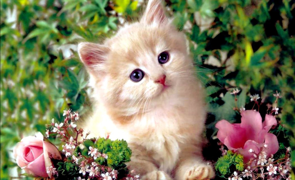 Cute Kitten Wallpaper Pc