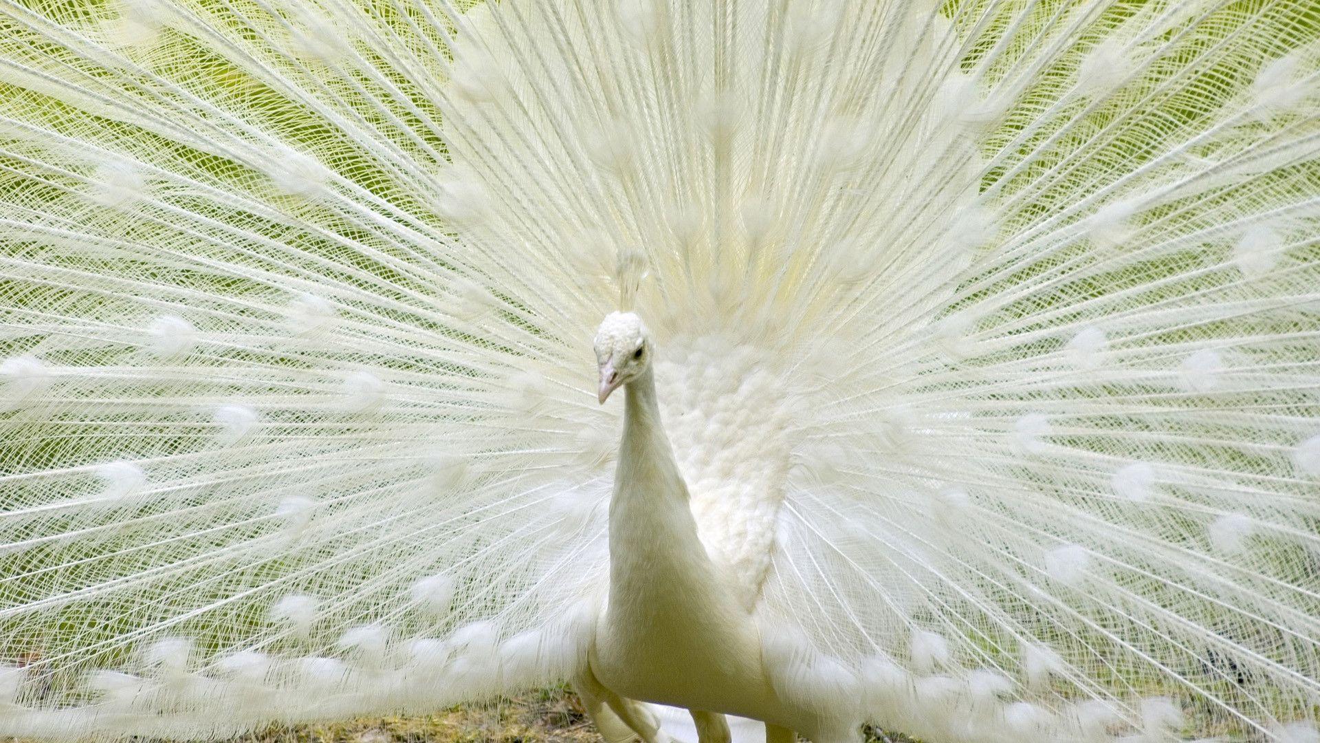 White Peacock Wallpaper