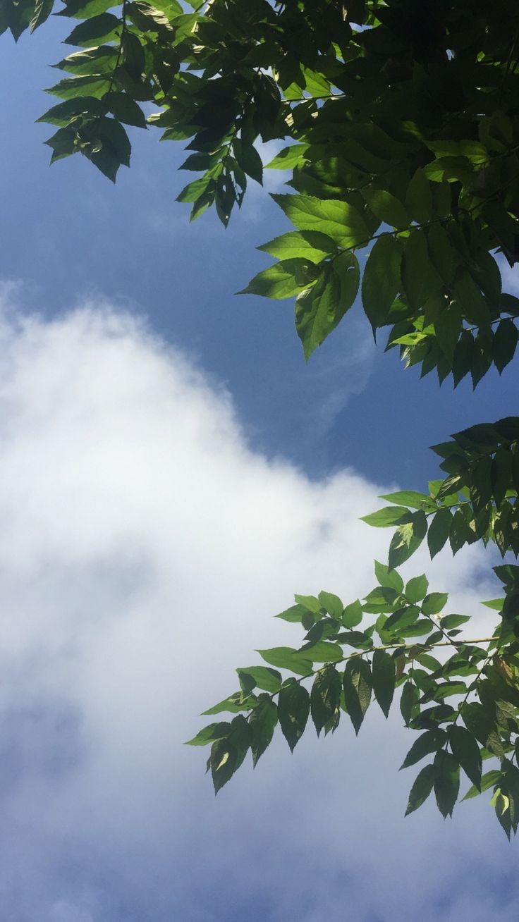 Sky Tree Aesthetic Clouds Blue Bluesky Leaves