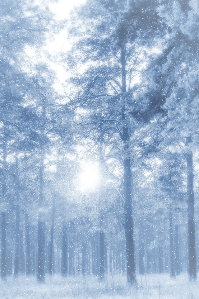 Winter Forest iPhone Wallpaper