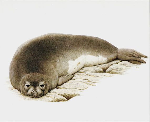Vintage Mediterranean Monk Seal Print Wallpaper