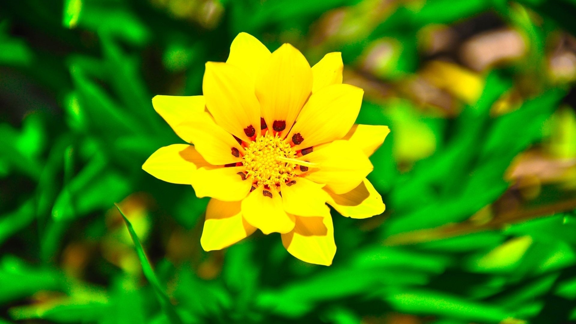 Yellow Flowers Wallpaper High Res Top