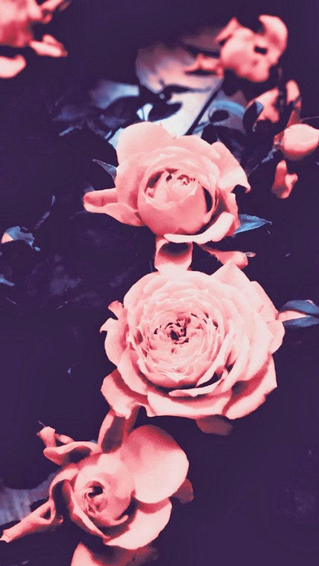 Chanel iPhone Wallpaper Pink Retro Roses