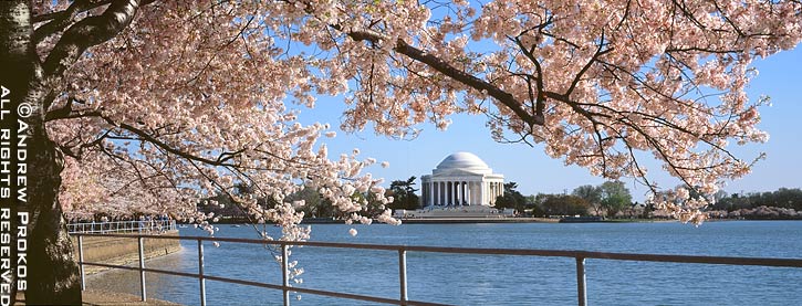 Washington DC Spring Cherry Blossoms Wall Mural   Fine Art Print