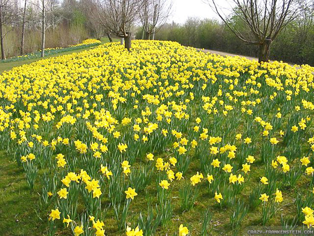 Wallpaper Field Daffodils