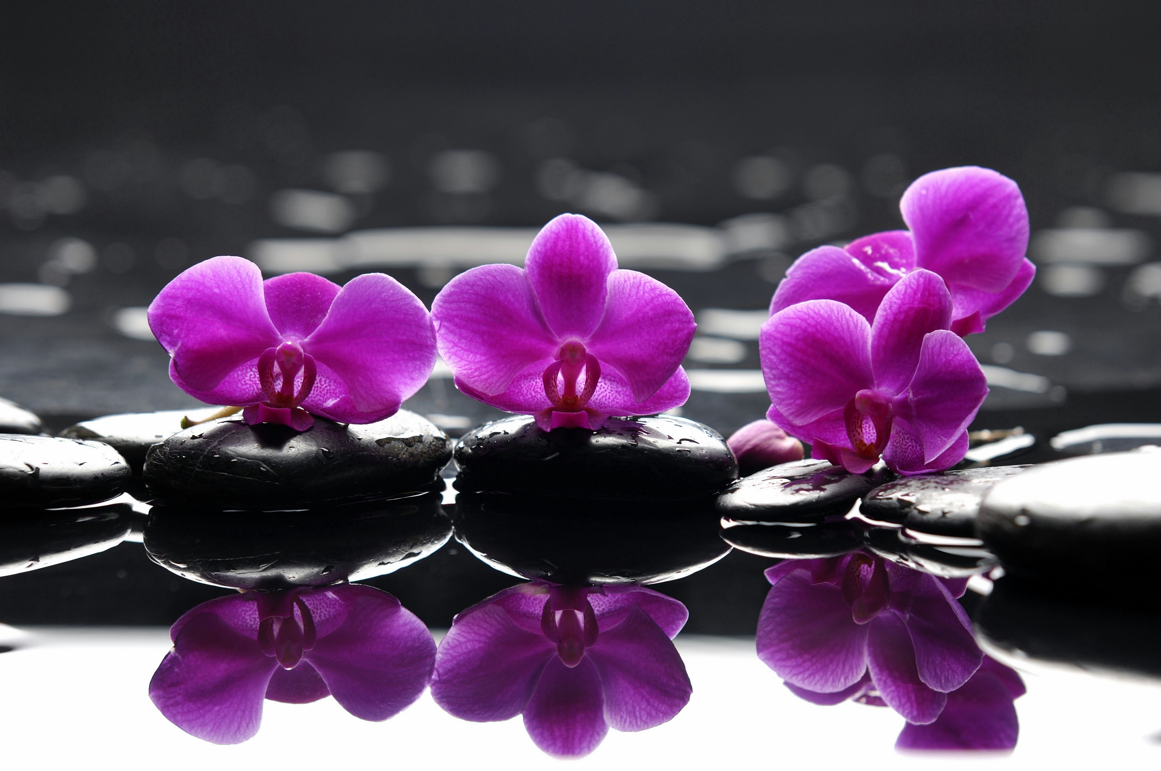 Orchids Wallpaper Desktop