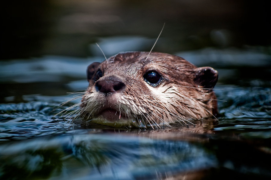 River Otters By Charleswb For Your