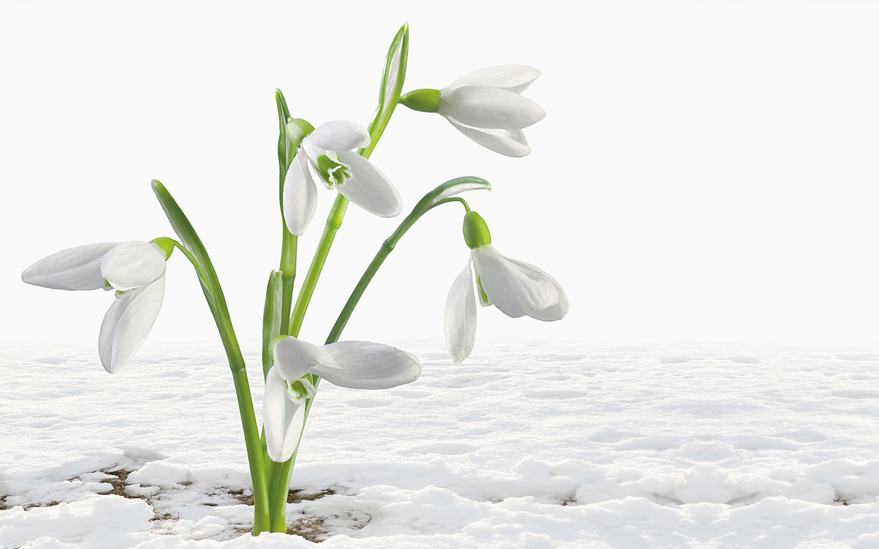 Beautiful White Flower Snowdrops HD Wallpaper   New HD Wallpapers 2880x1800