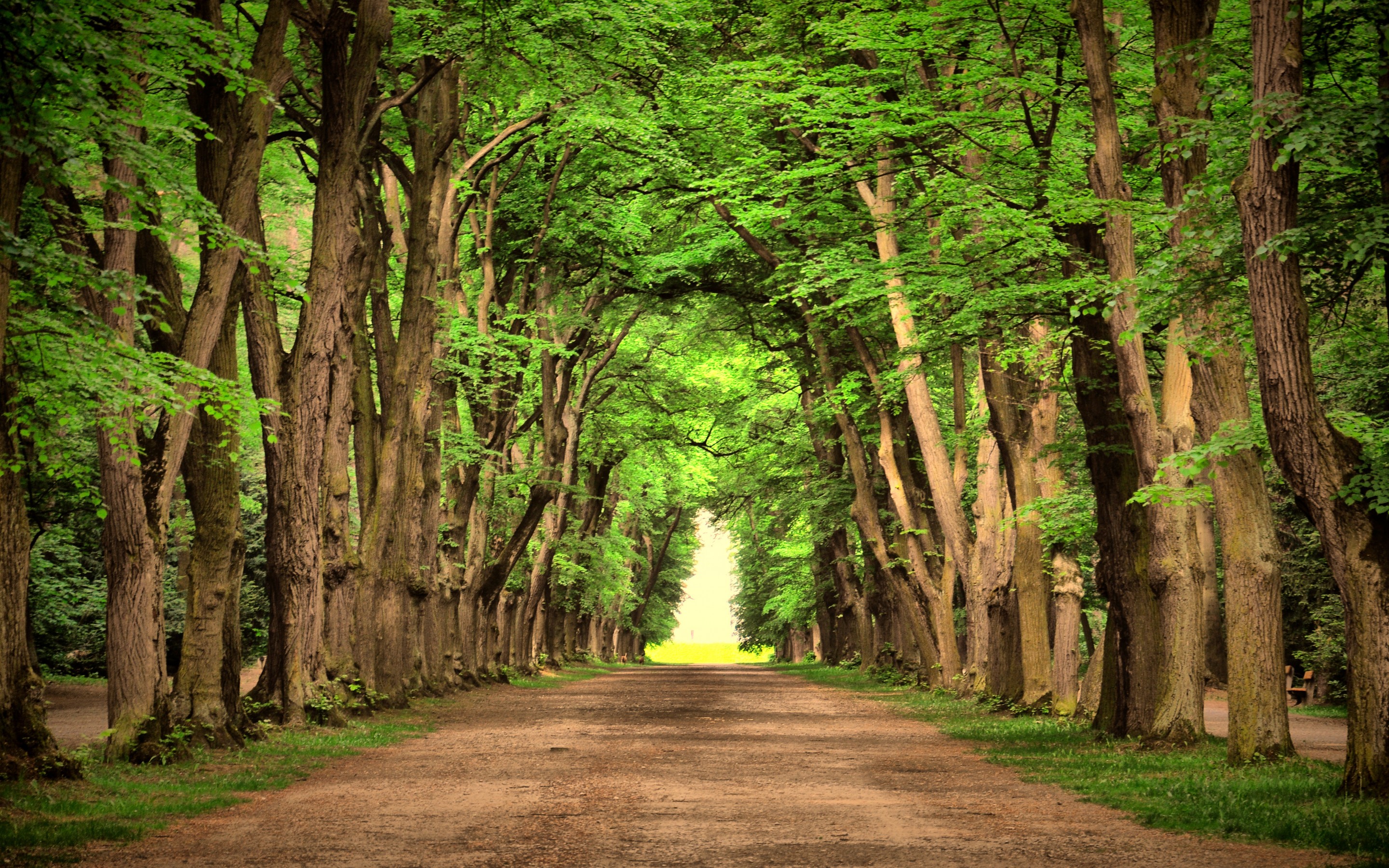 Road Green Trees Beautiful Landscape Nature Wallpaper
