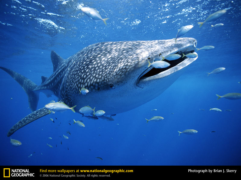Whale Shark Picture Desktop Wallpaper