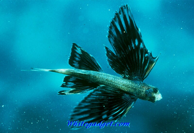 Water Fish Wallpaper Pictures Jpg