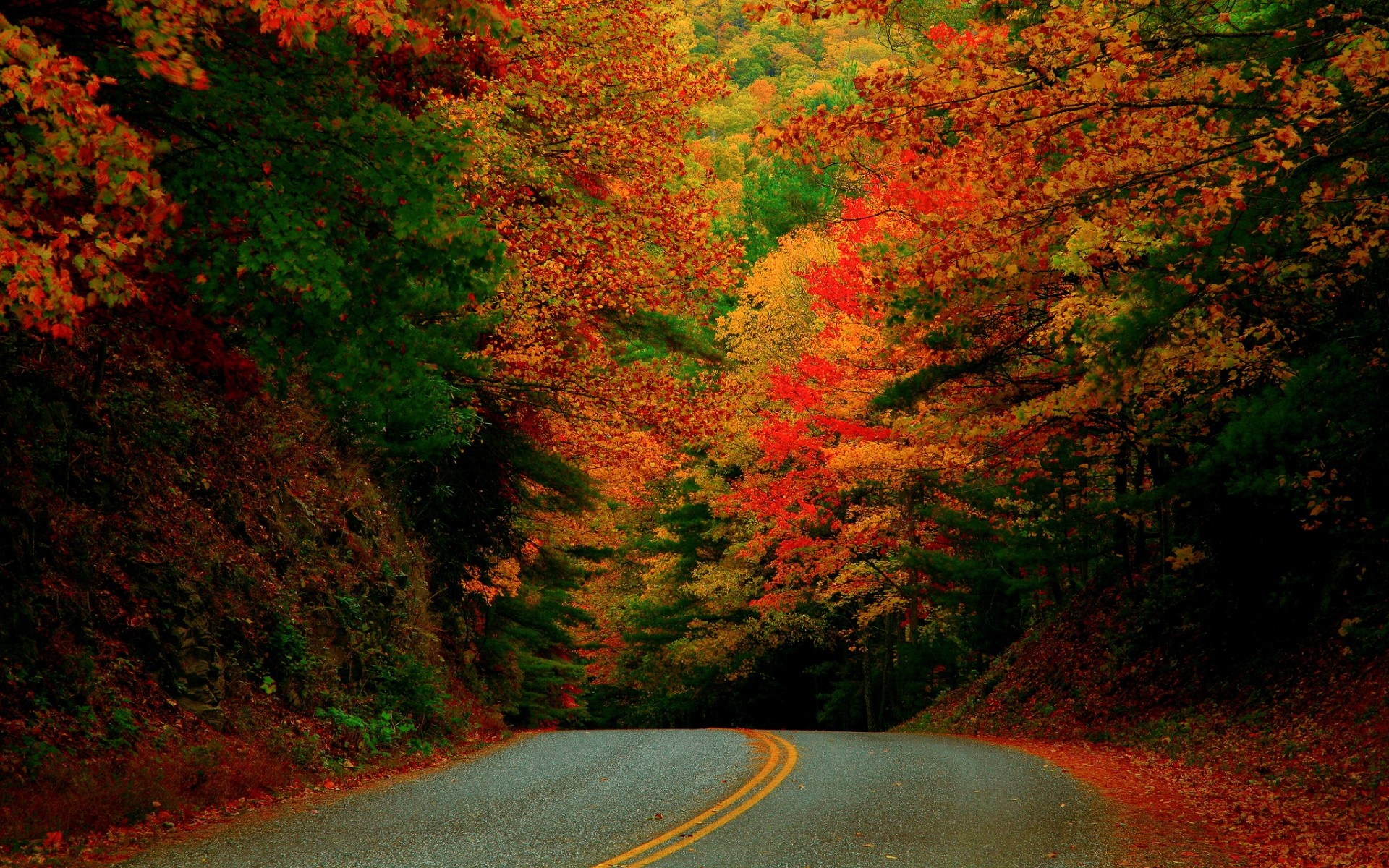 Wallpaper North Carolina Fall Road Forest Usa Leaf Desktop