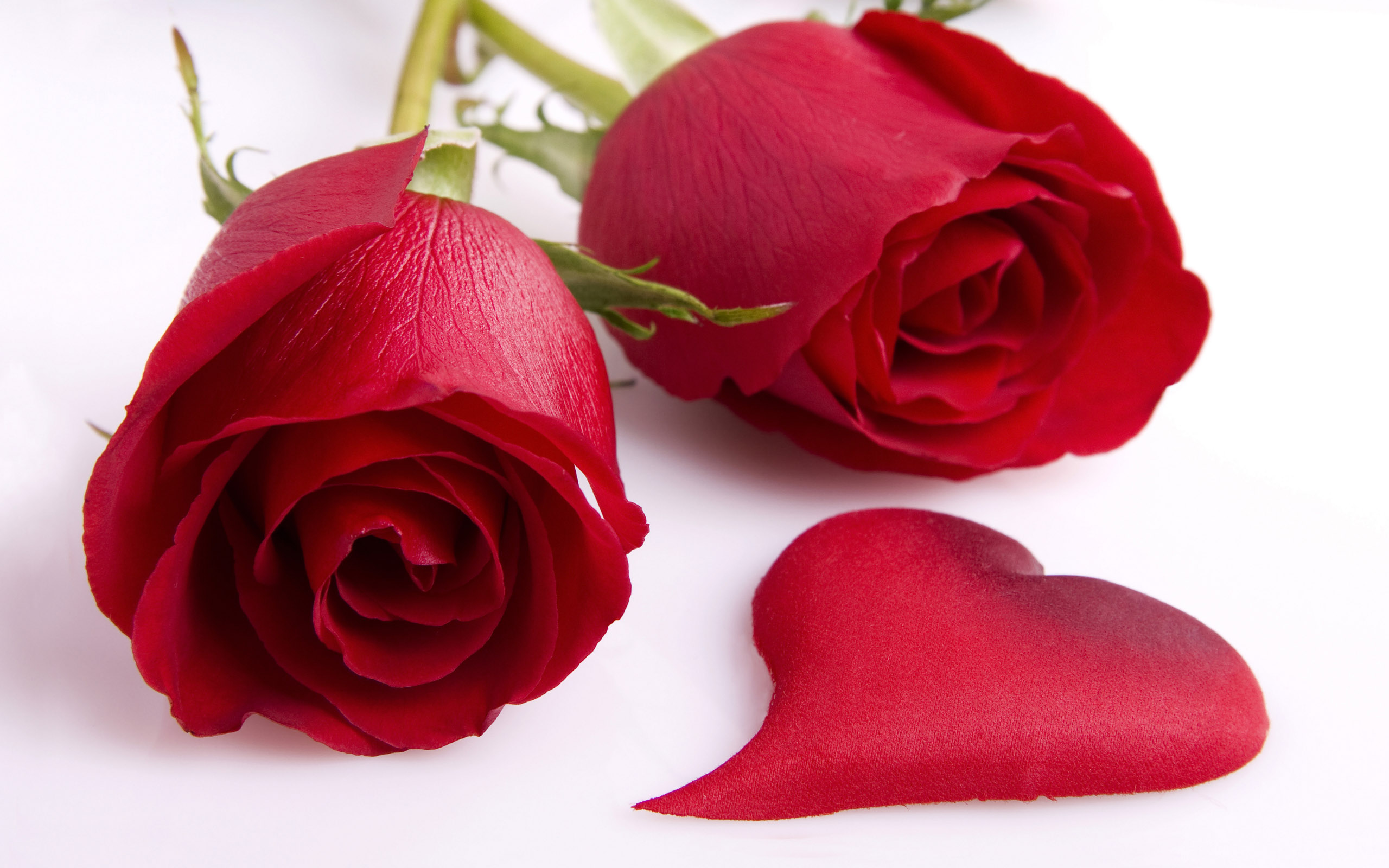 Red Roses HD Wallpapers Free Red Roses HD Wallpapers Downlaod Red
