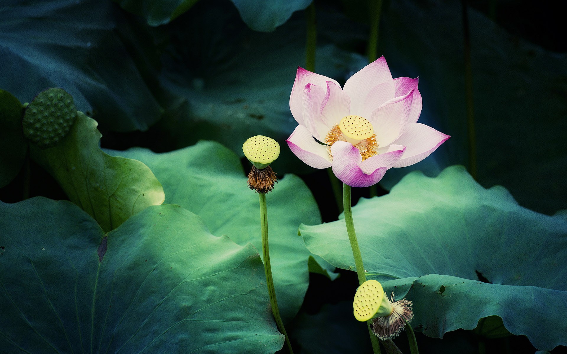 Lotus Flower Wallpaper And Image Pictures Photos