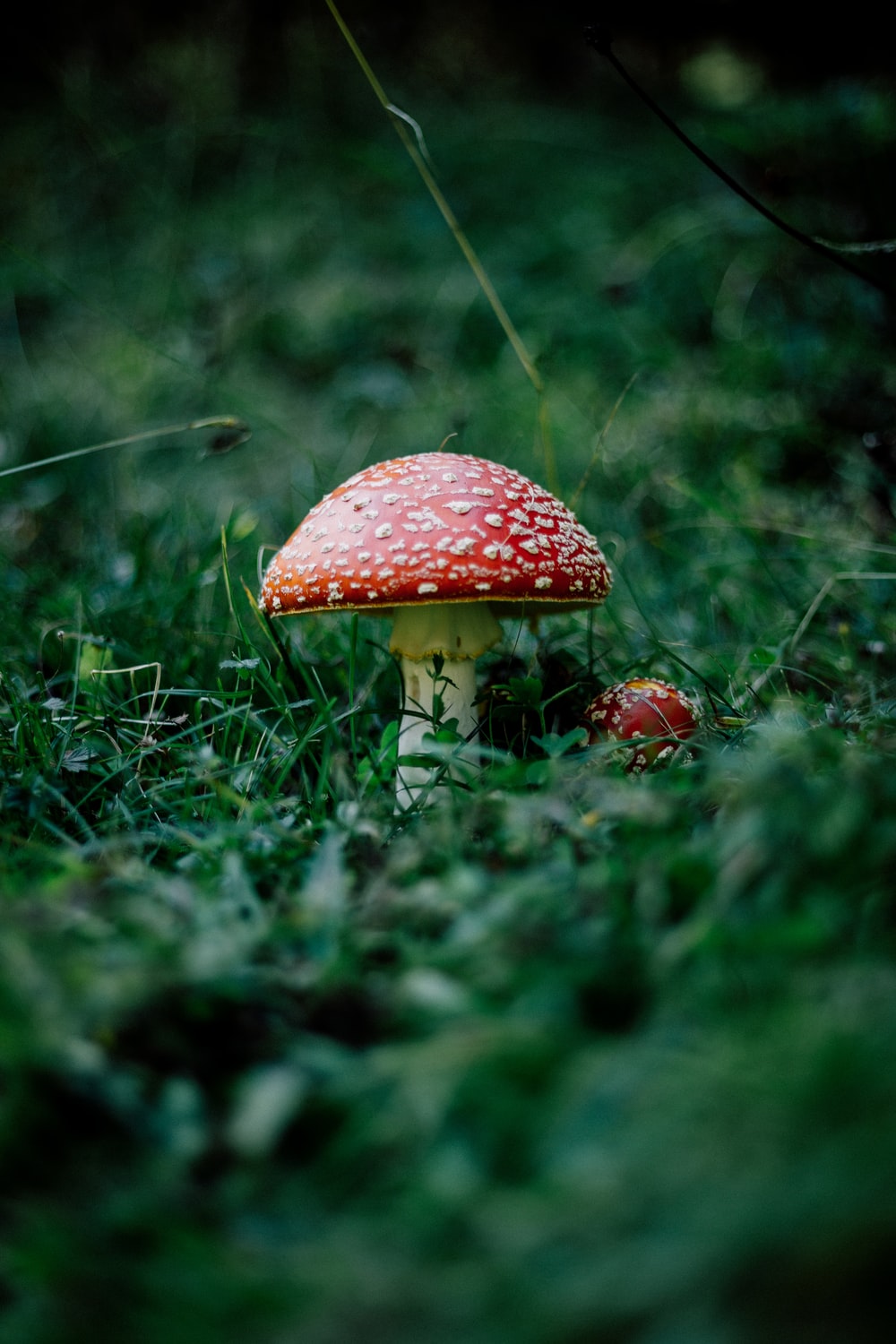 Red Mushroom On Green Grass Photo Image