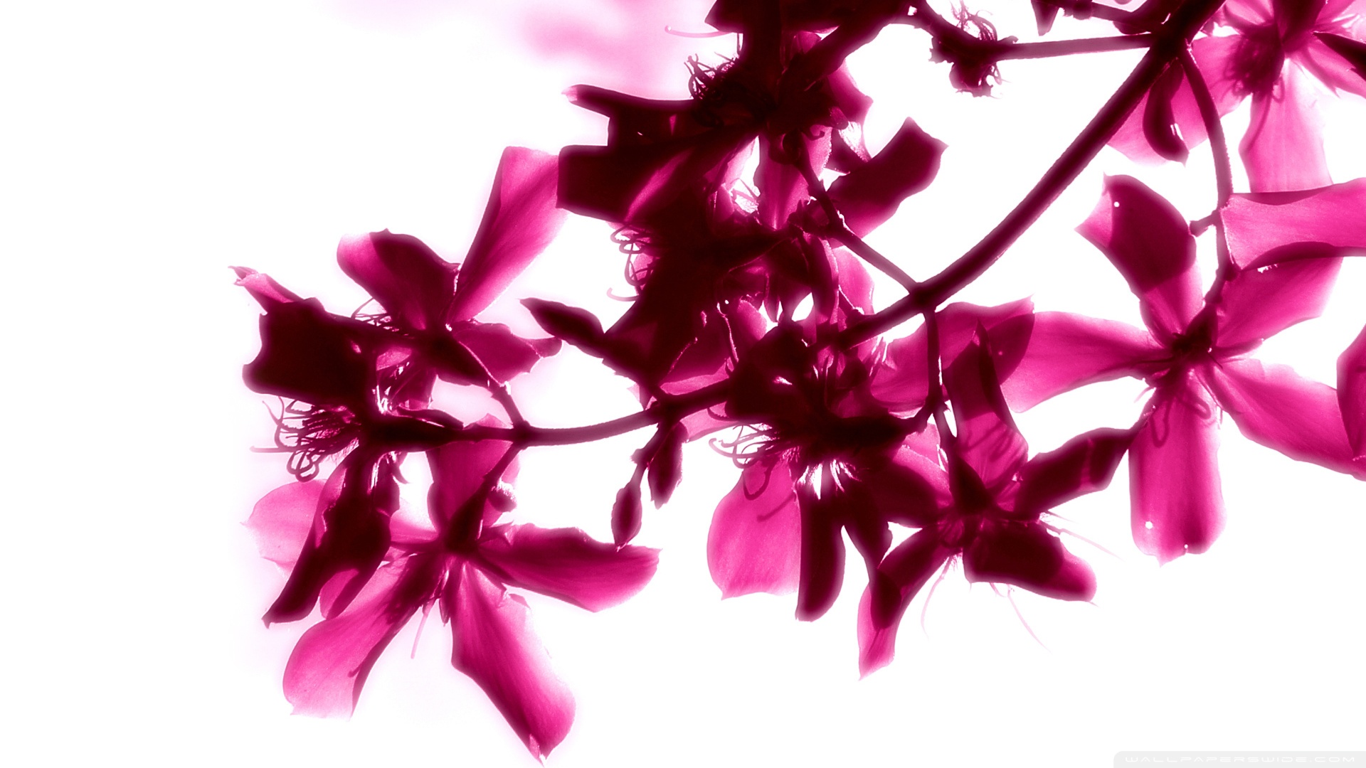 Download Pink Flowers On White Background Wallpaper