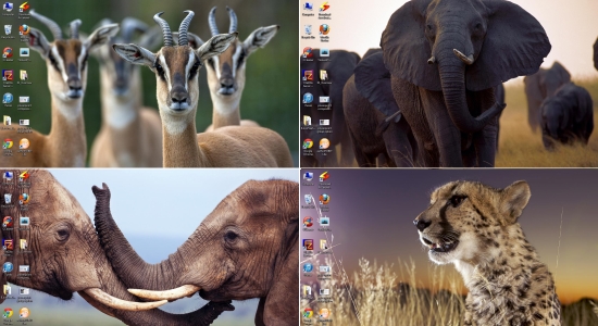 Windows Theme For Wildlife Lovers African