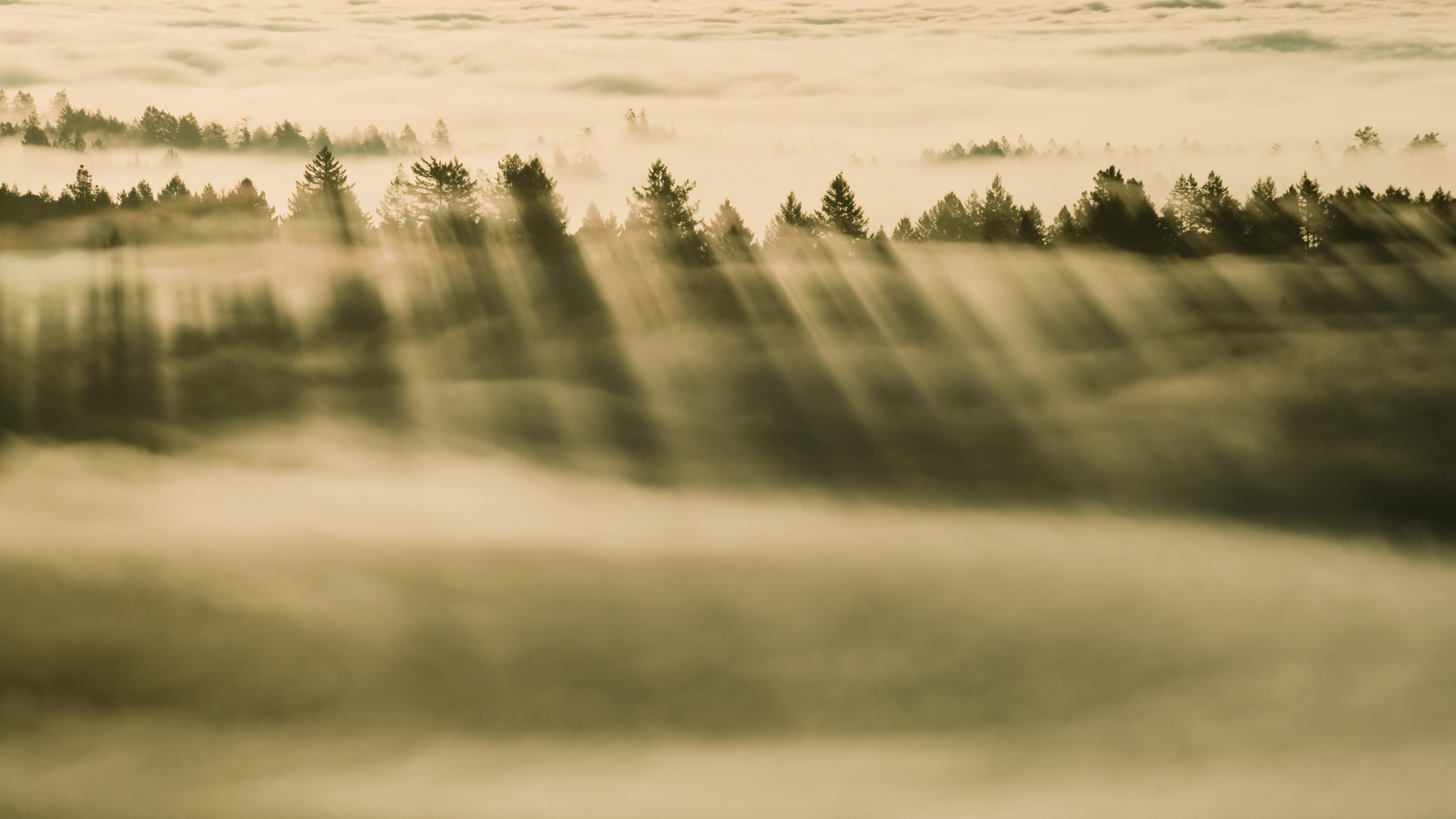 Foggy Forest Retina 5k Wallpaper