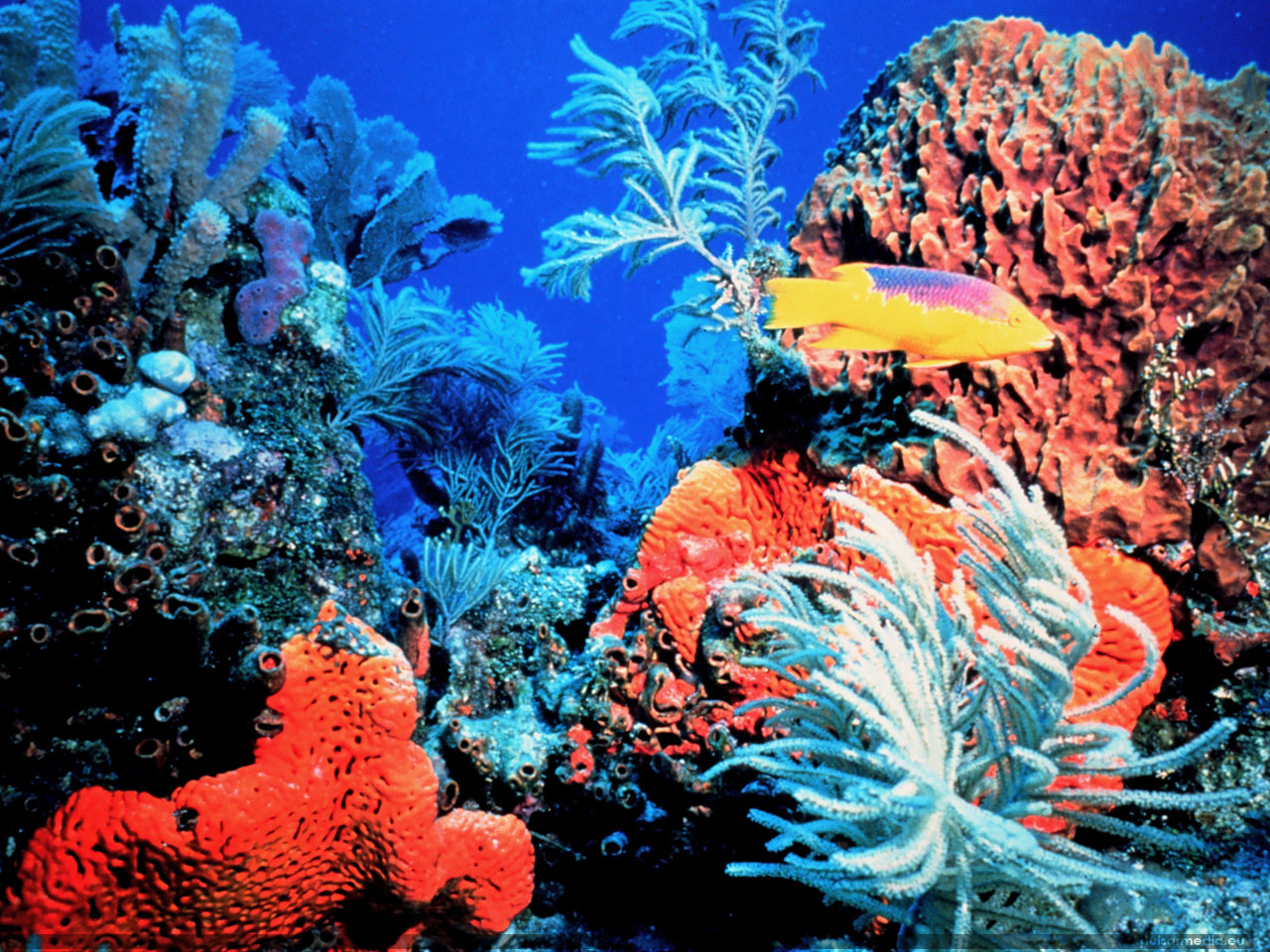Coral Reef Florida Keys Ocean Life Deluxe Wallpaper