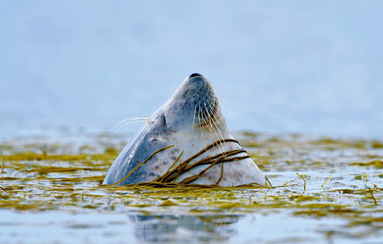 Wallpaper Sea Algae Seal Scotland Islay Image For Desktop