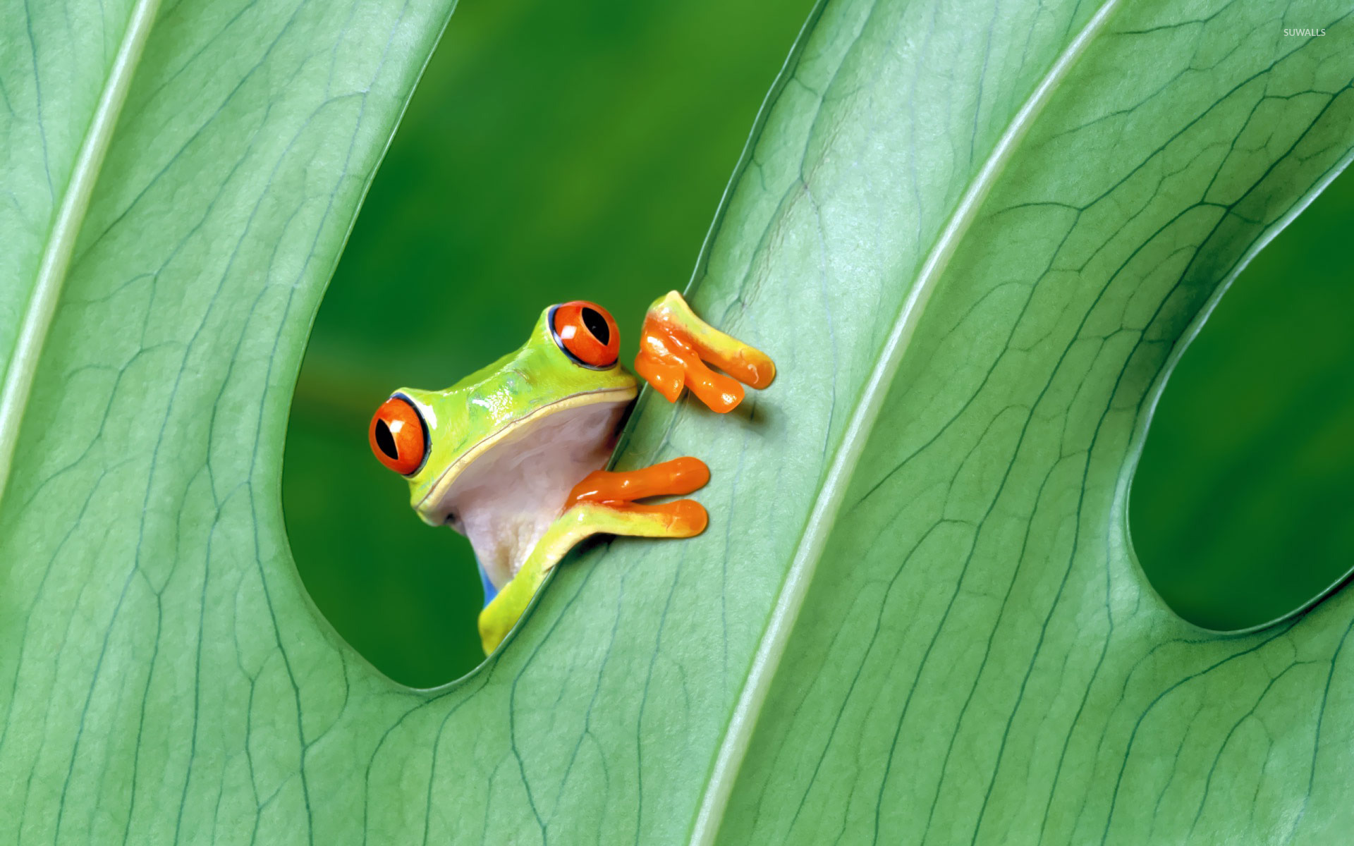 Red Eyed Tree Frog Wallpaper Animal