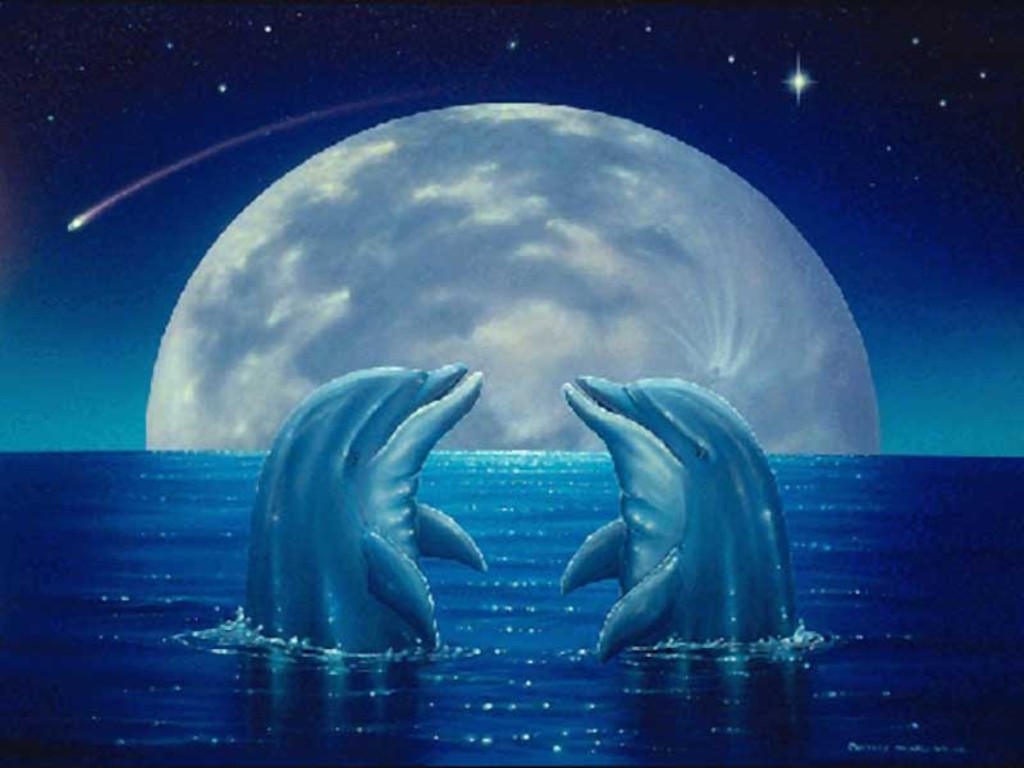 Cute Dolphin Imageci Wallpaper Full HD