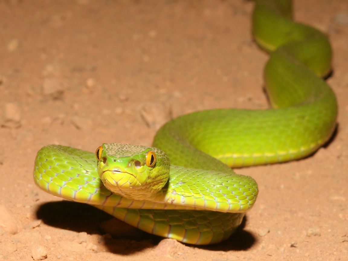 Back Gallery For Green Viper Snake Wallpaper