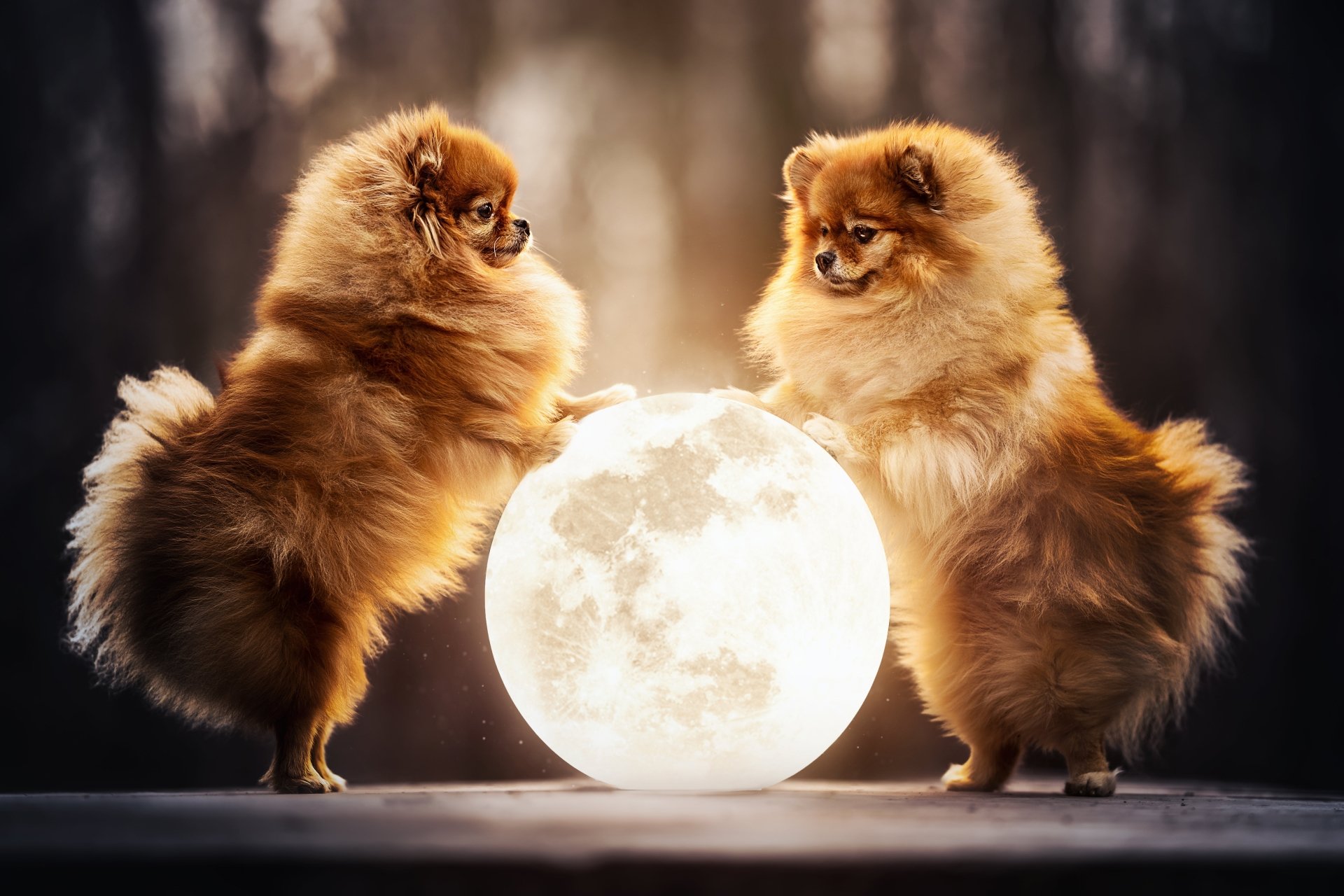 Pomeranian 4k Wallpaper