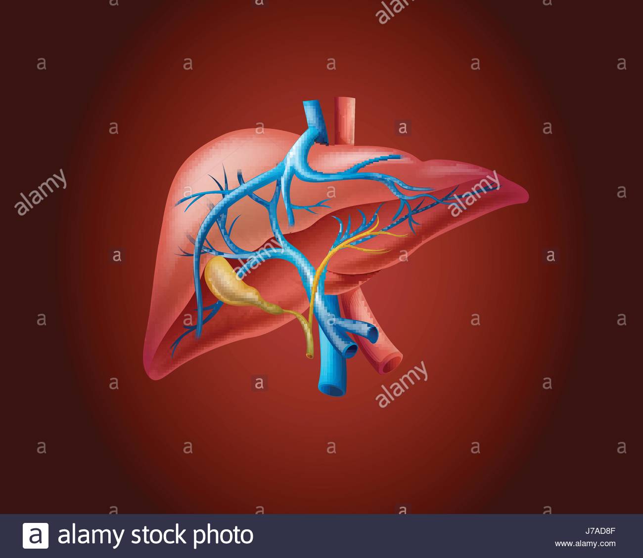 Human Liver On Red Background Illustration Stock Vector Art