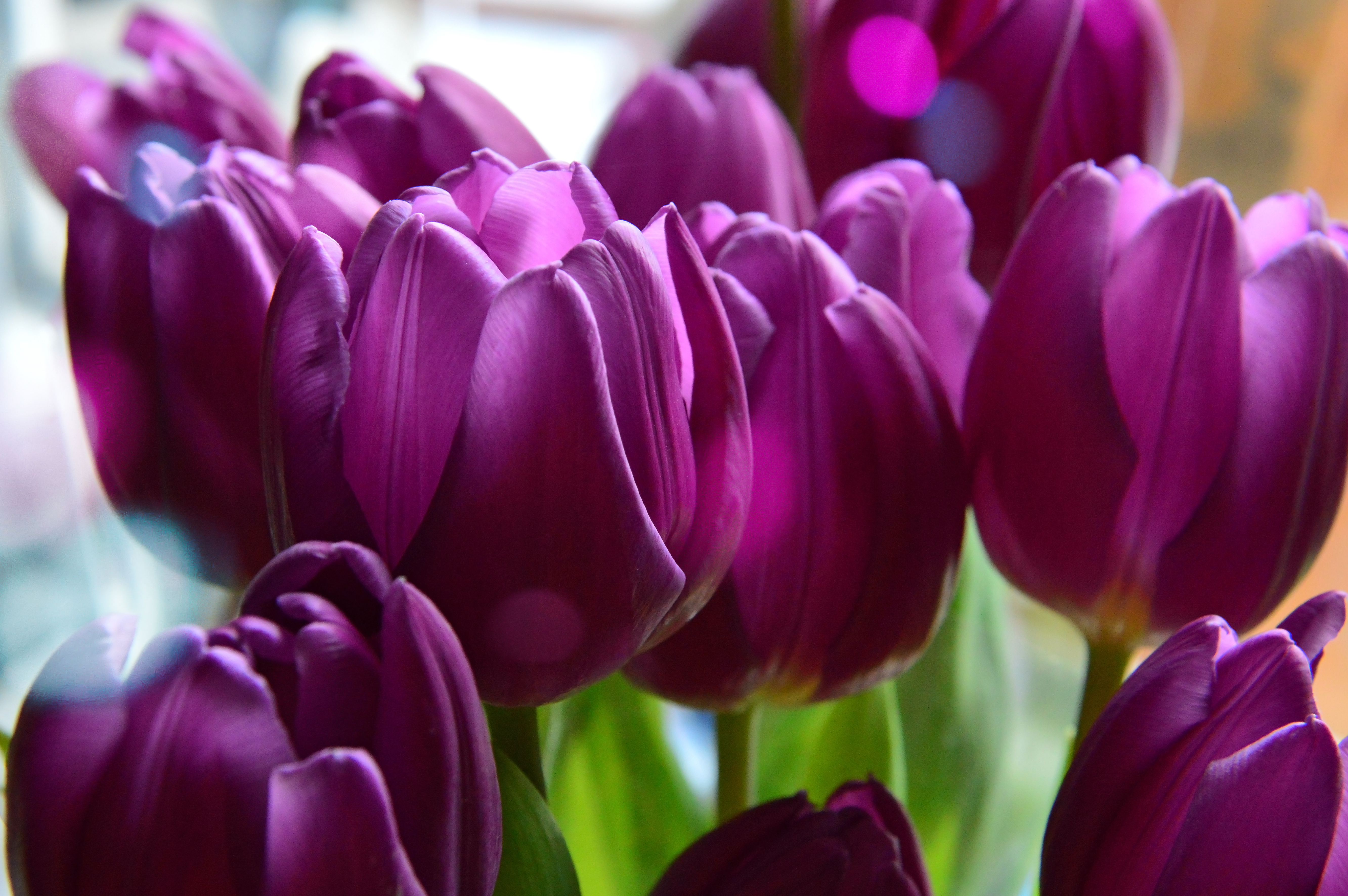 Image Tulips Purple Background Bouquet Flower Nature
