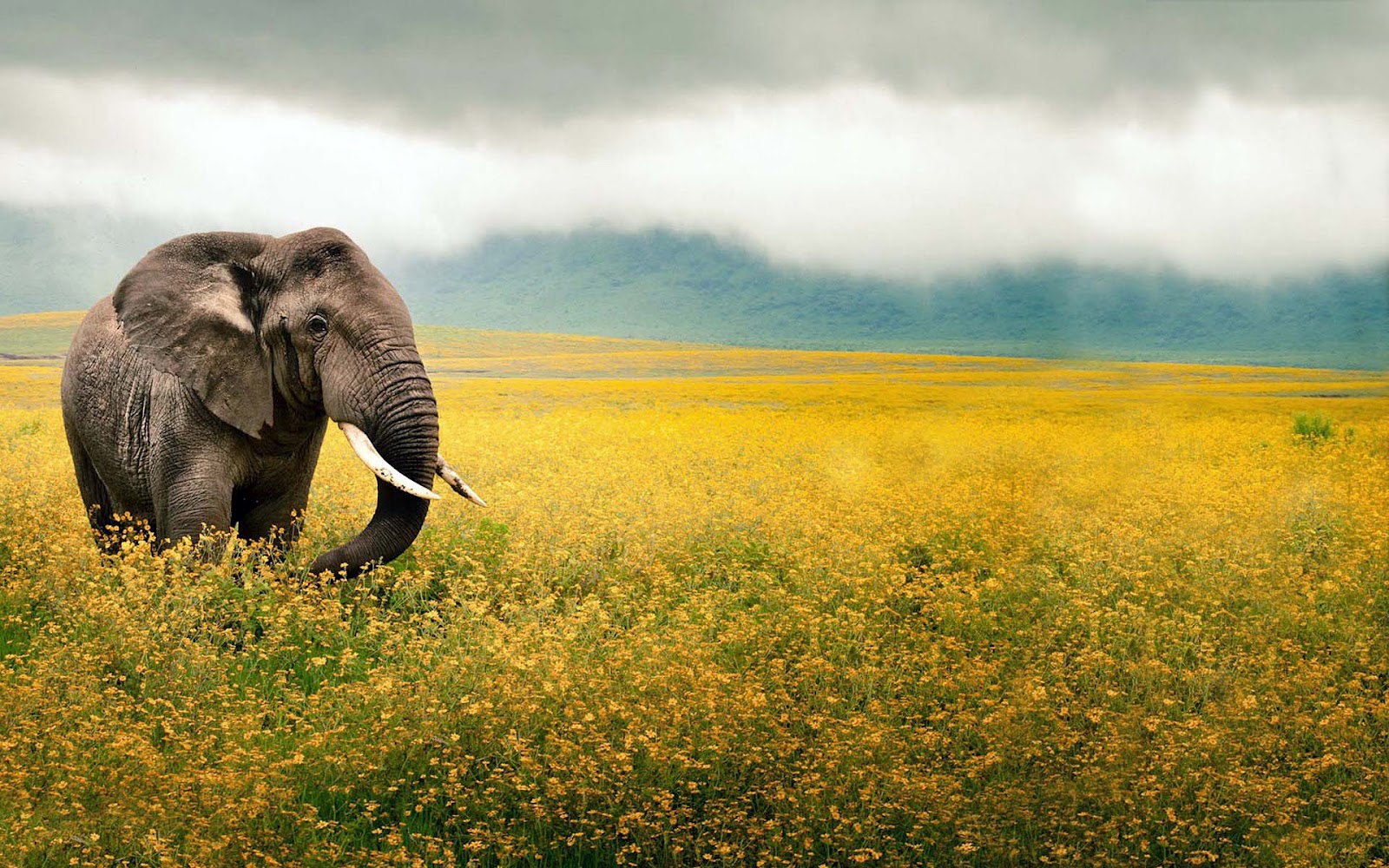 Elephant In Field Of Yellow Flowers