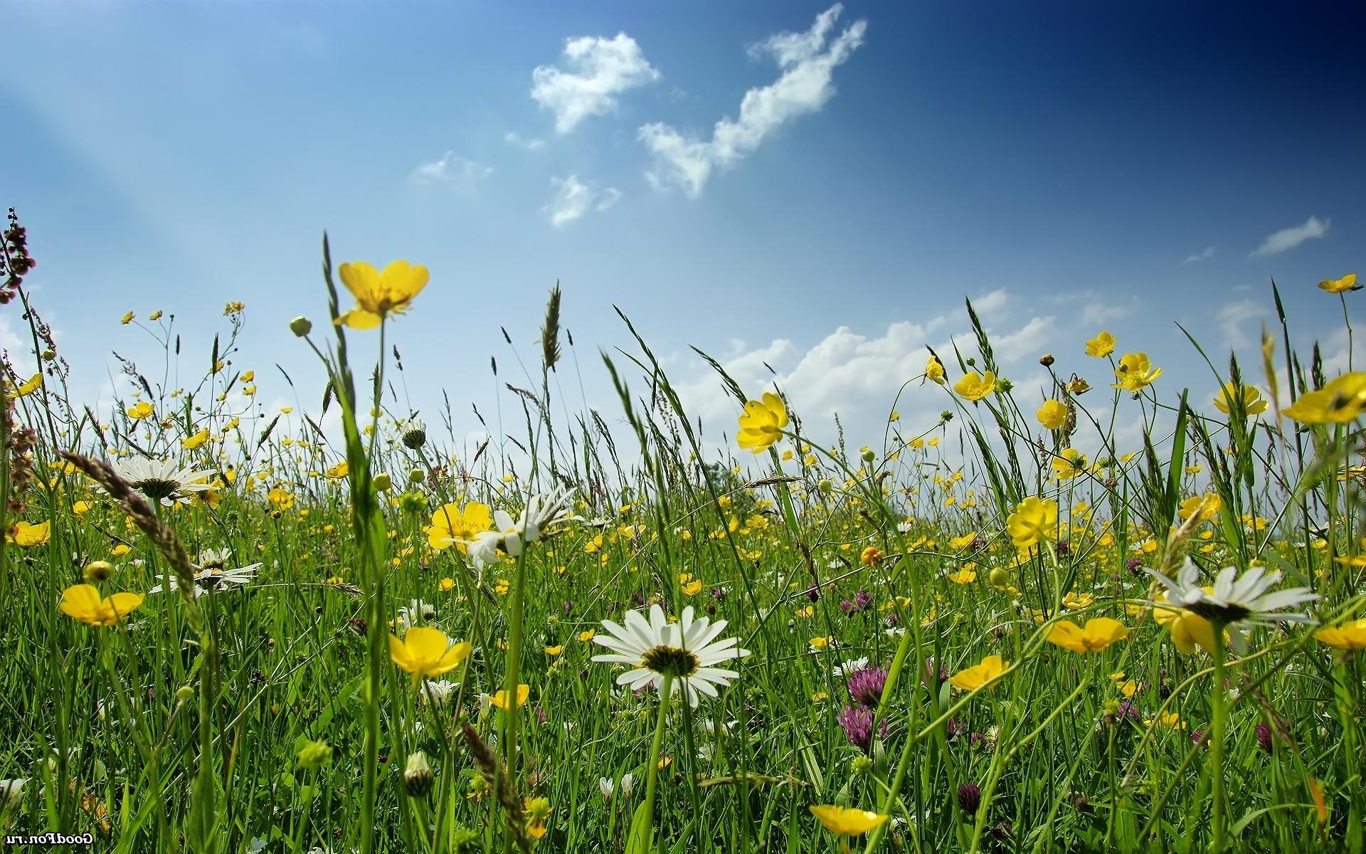 Spring Meadow Flowers And Green Grass Sky HD Wallpaper