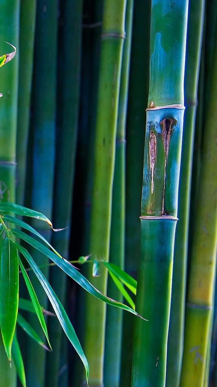 Bamboo iPhone Wallpaper On