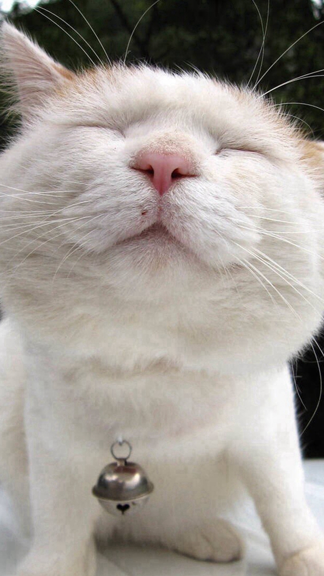 Best Cat iPhone HD Wallpaper