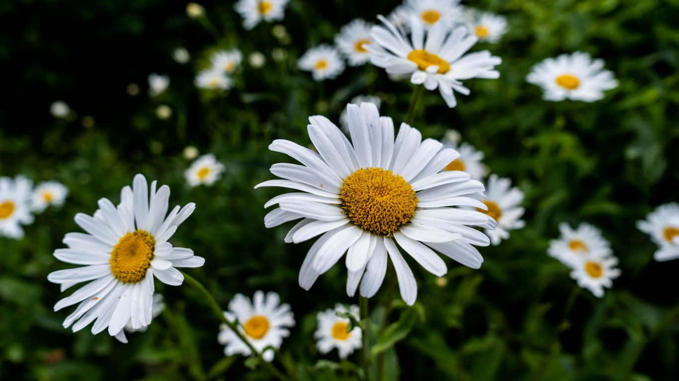 Daisy Laptop Wallpaper