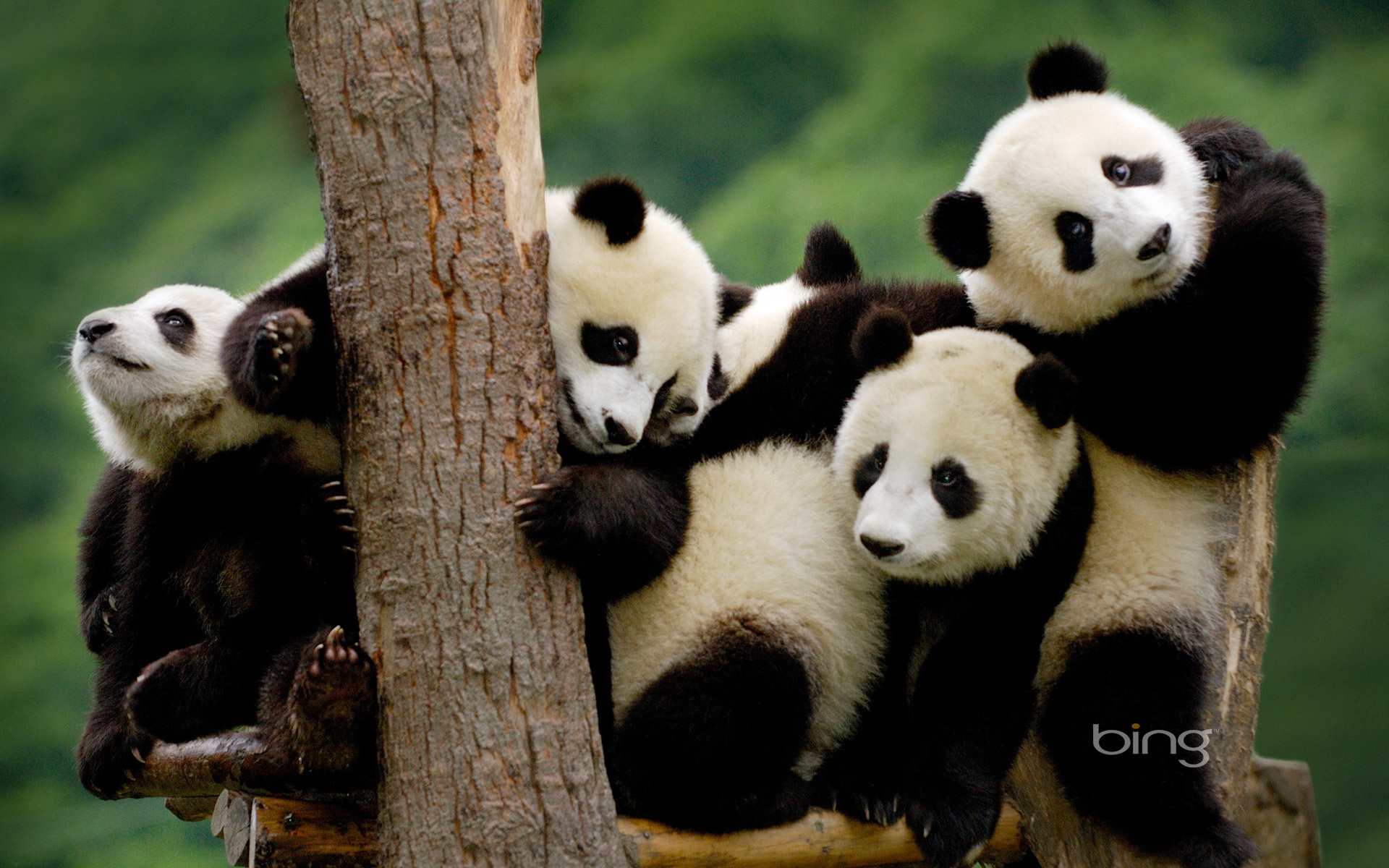 Baby Panda HD Desktop Wallpaper