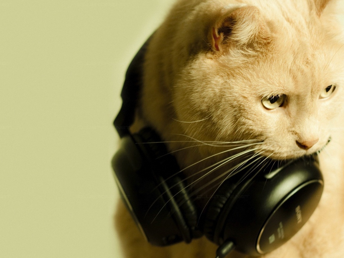 Cat And Headphones Desktop Pc Mac Wallpaper