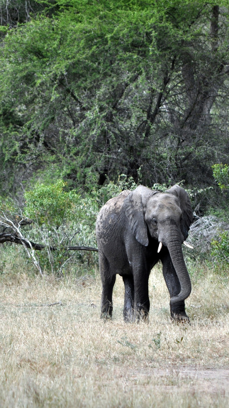 Baby Elephant Iphone Wallpaper Hd For