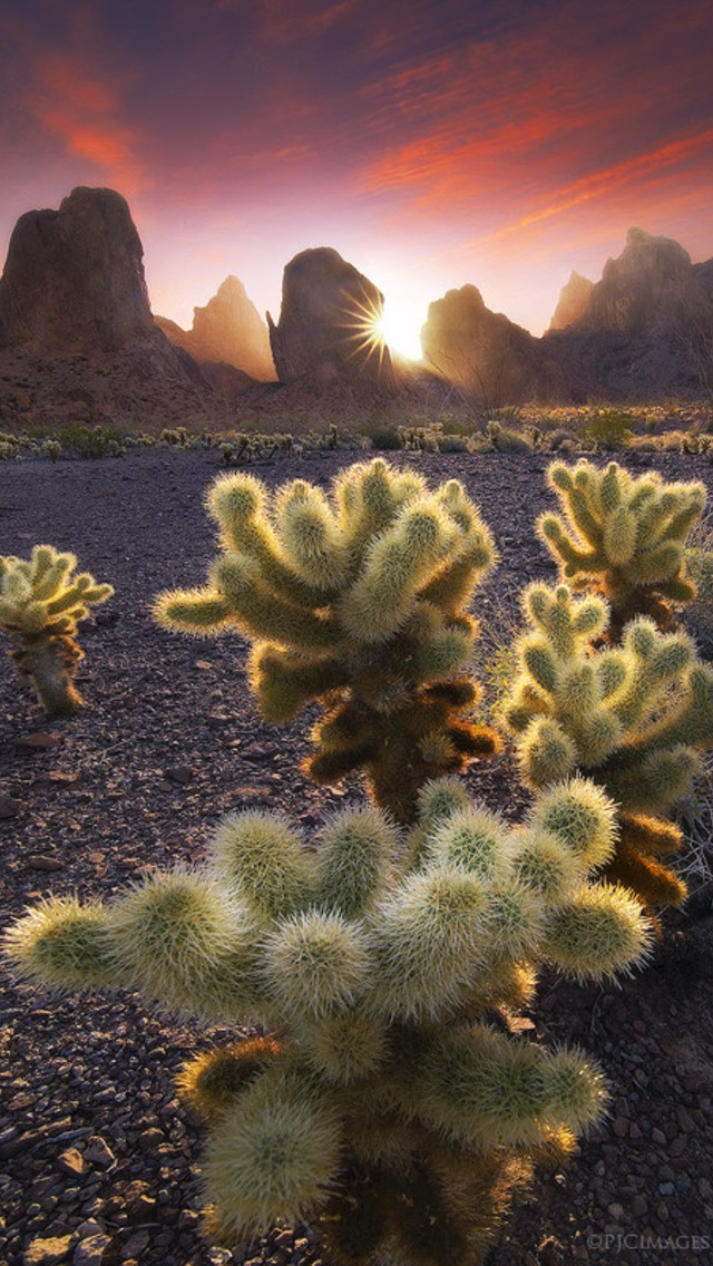 iPhone Wallpaper Cactus In The Sunset For