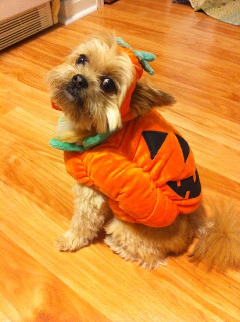 Add photos Halloween Yorkshire Terrier on the floor in your blog 478x640