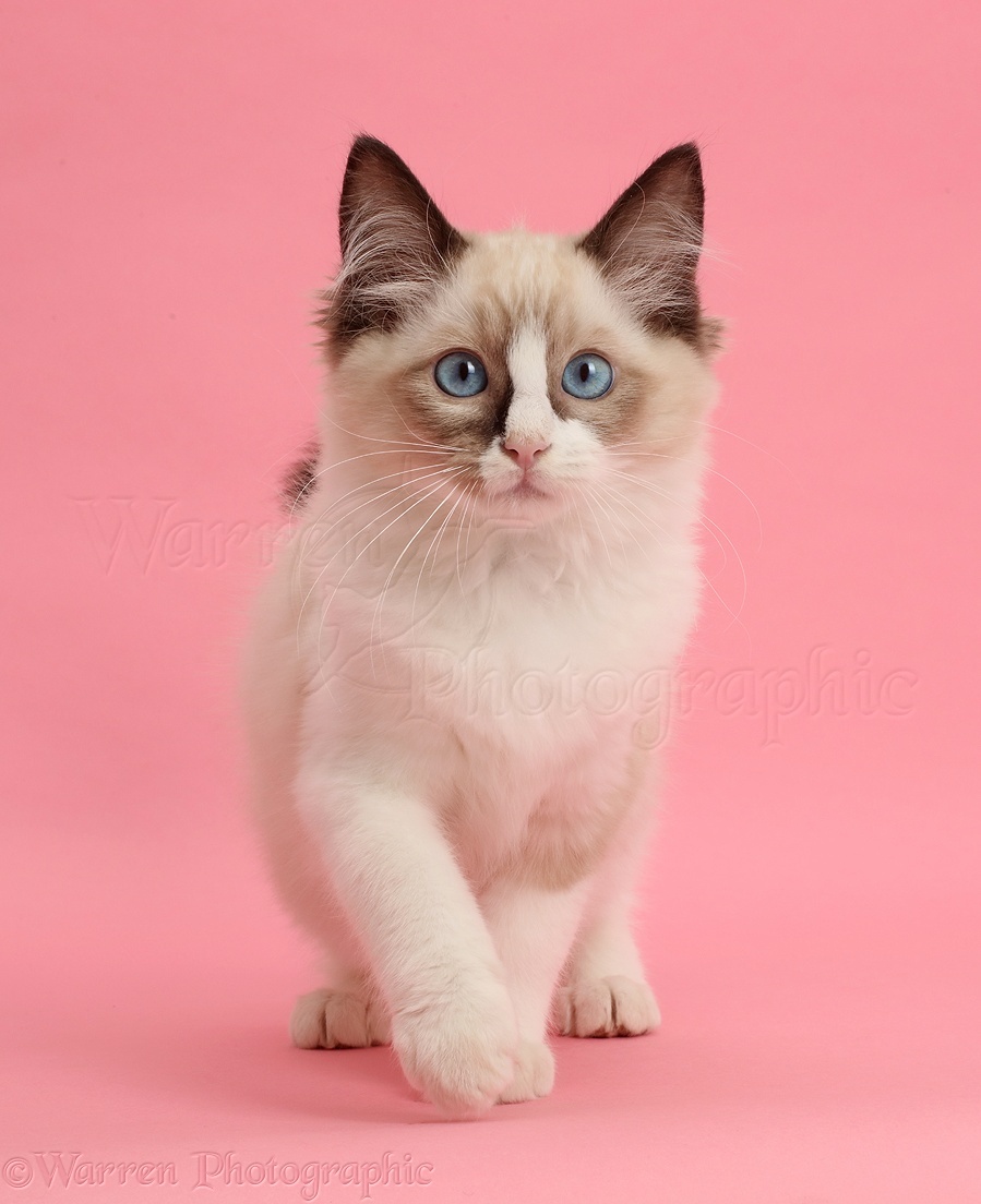 Ragdoll Kitten Weeks Old Walking On Pink Background Photo Wp44709