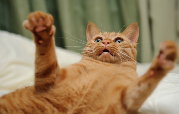Posts Blackberry Screensavers Cats Screensaver For