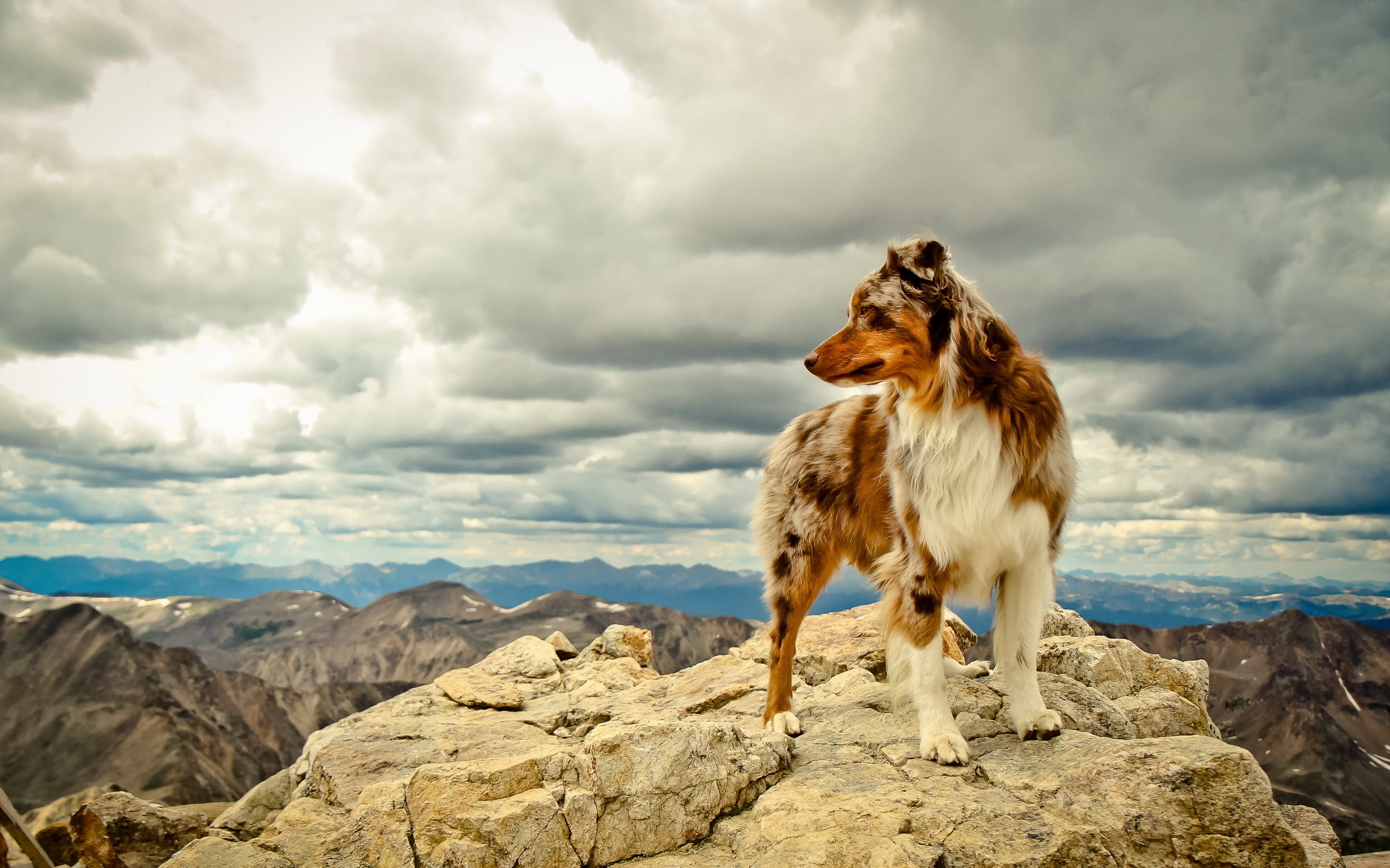 Daily Wallpaper Australian Shepherd I Like To Waste My Time
