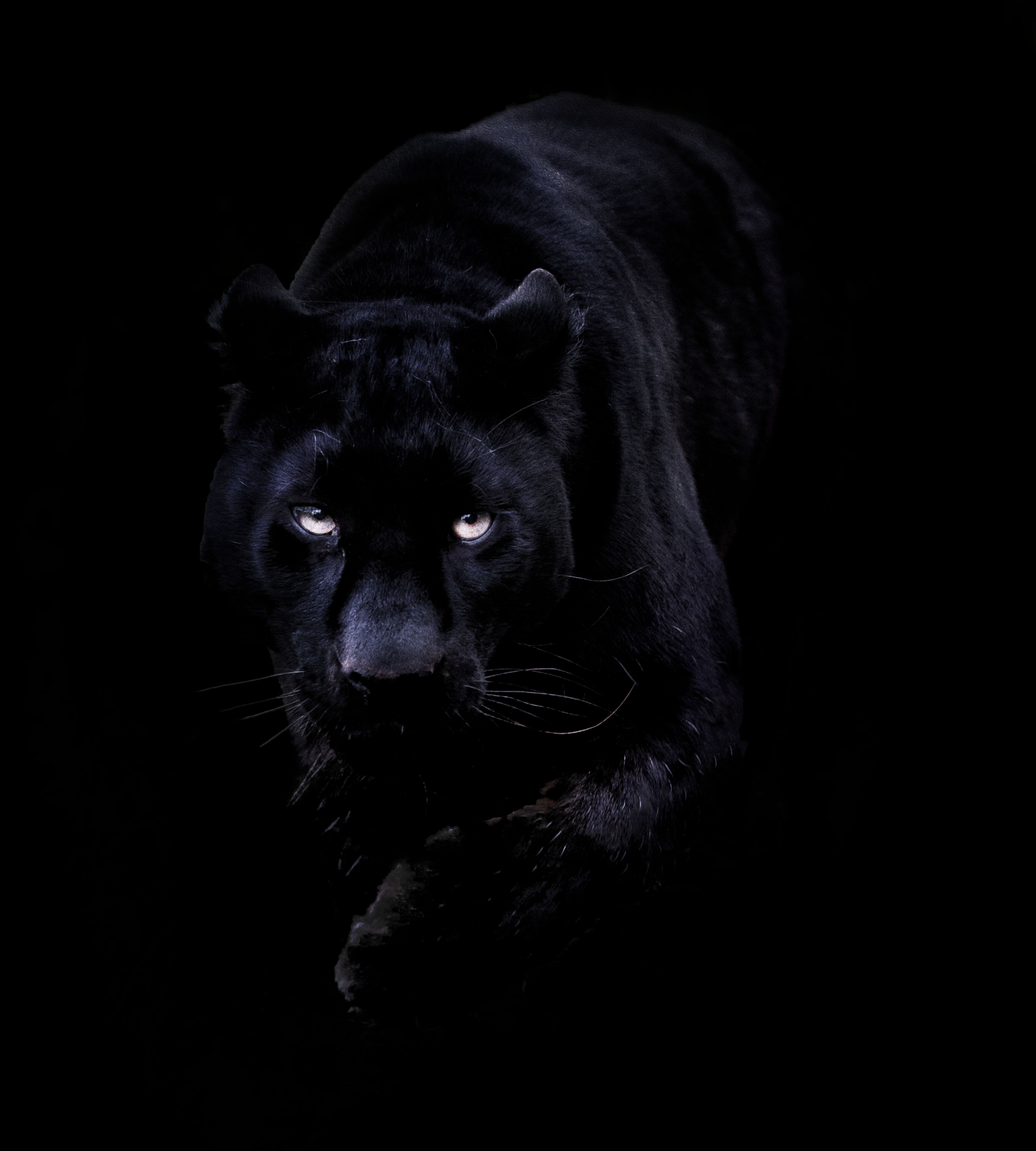 🔥 [141+] Black Leopard Wallpapers | WallpaperSafari