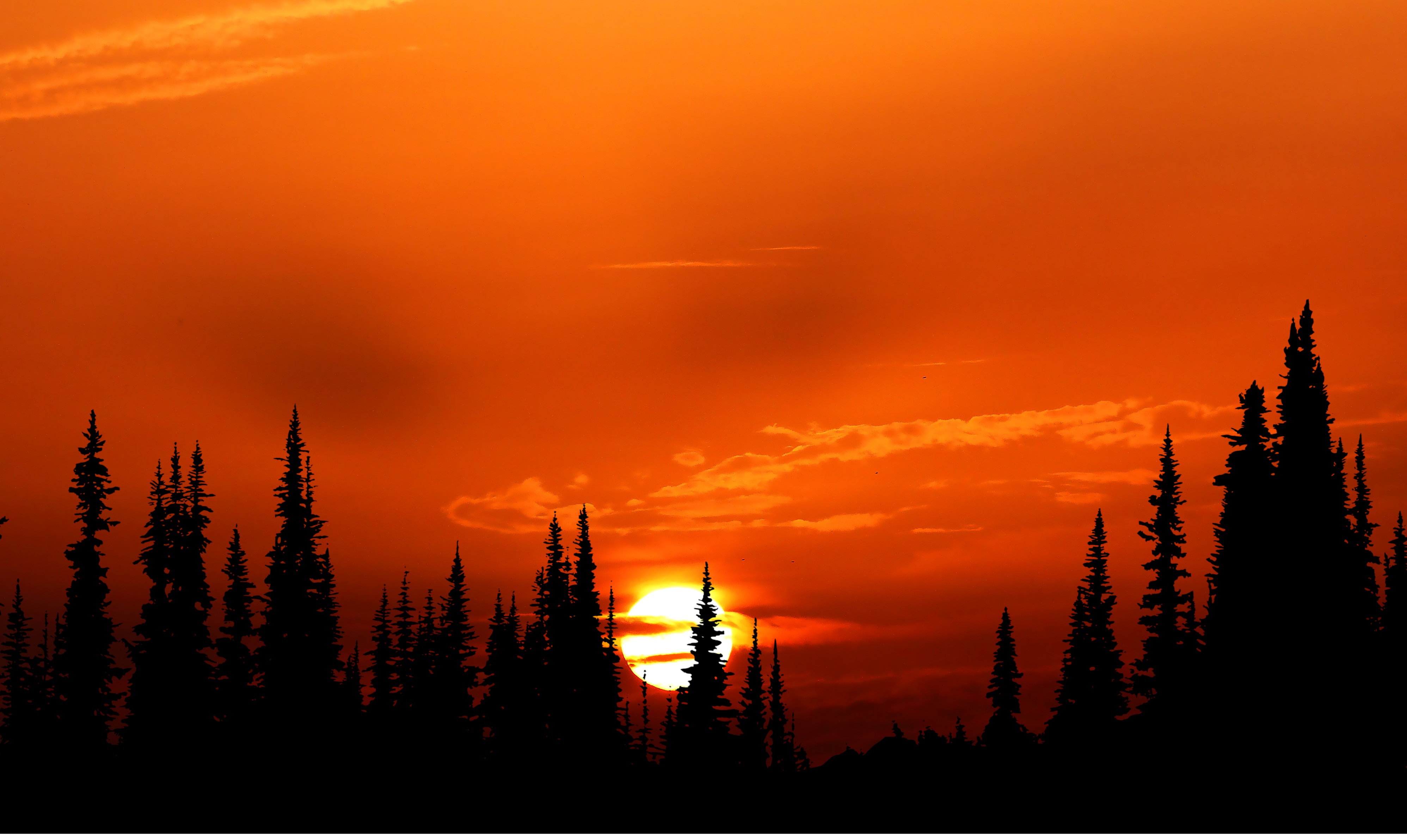 Sunset Orange Forest 4k Wallpaper HD Nature Image Photos