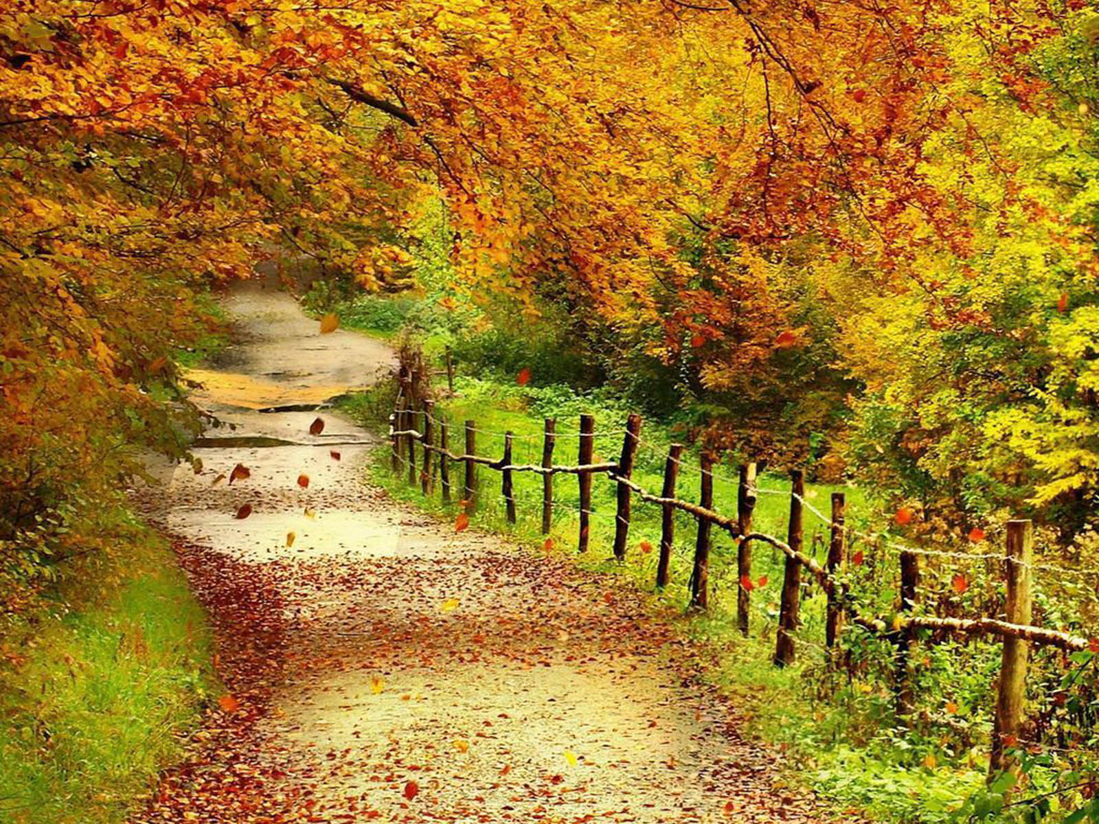 A scenic autumn path winds through a forest, vibrant with fall colors. Fallen leaves carpet the ground, and a rustic wooden fence lines the path